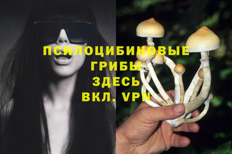 Галлюциногенные грибы Psilocybe  Багратионовск 